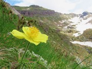 30 Pulsatilla alpina sulphurea con vista verso il Pietra Quadra